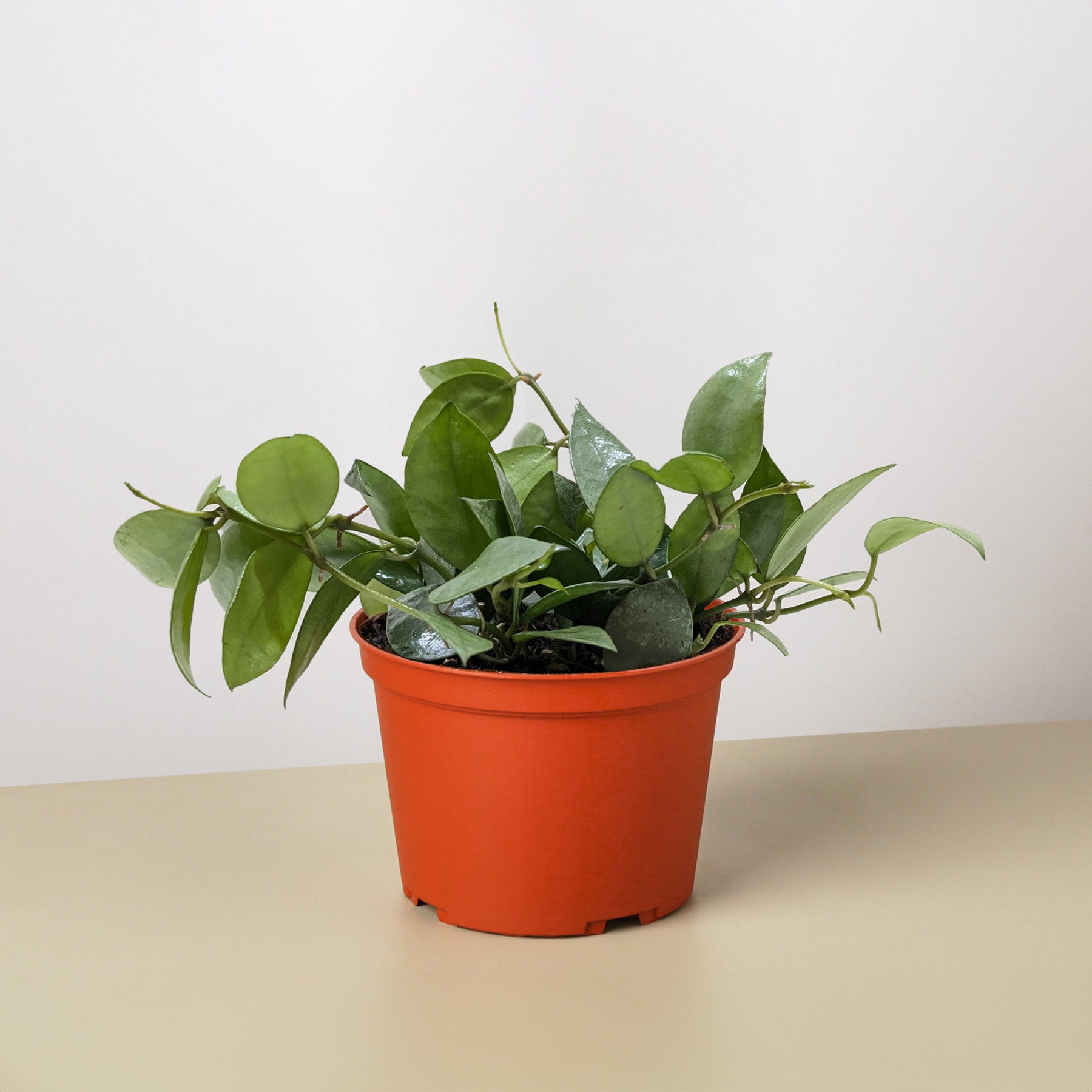 Hoya Krohniana Super Silver