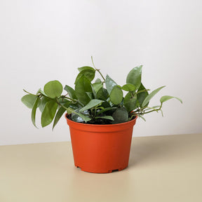 Hoya Krohniana Super Silver