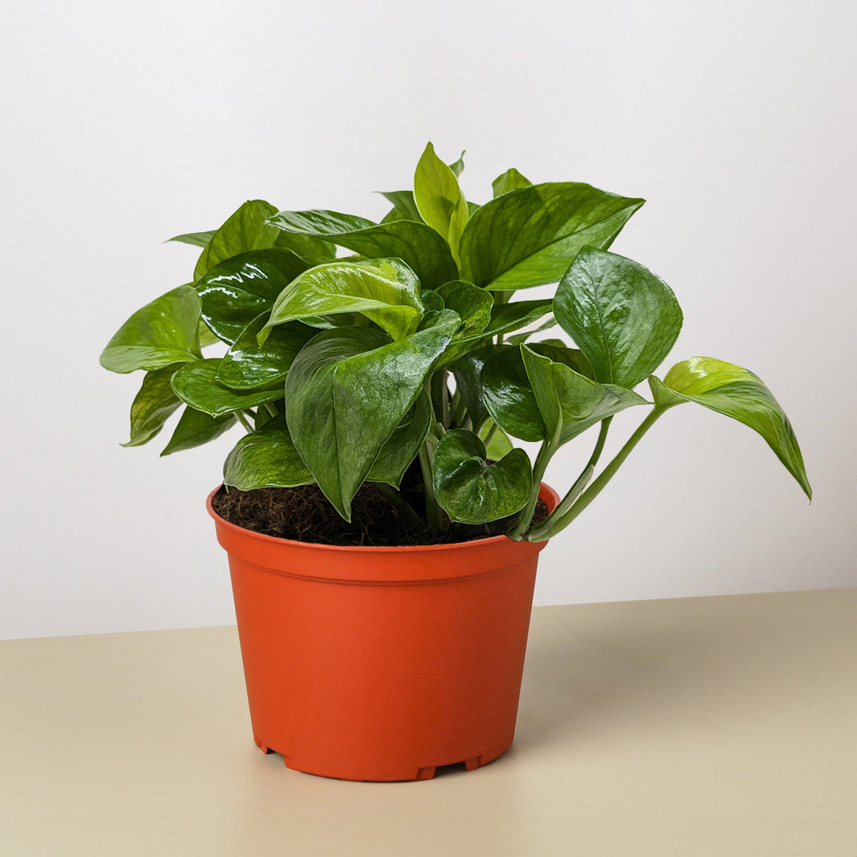lemon.meringue pothos Pothos 'Lemon Top'