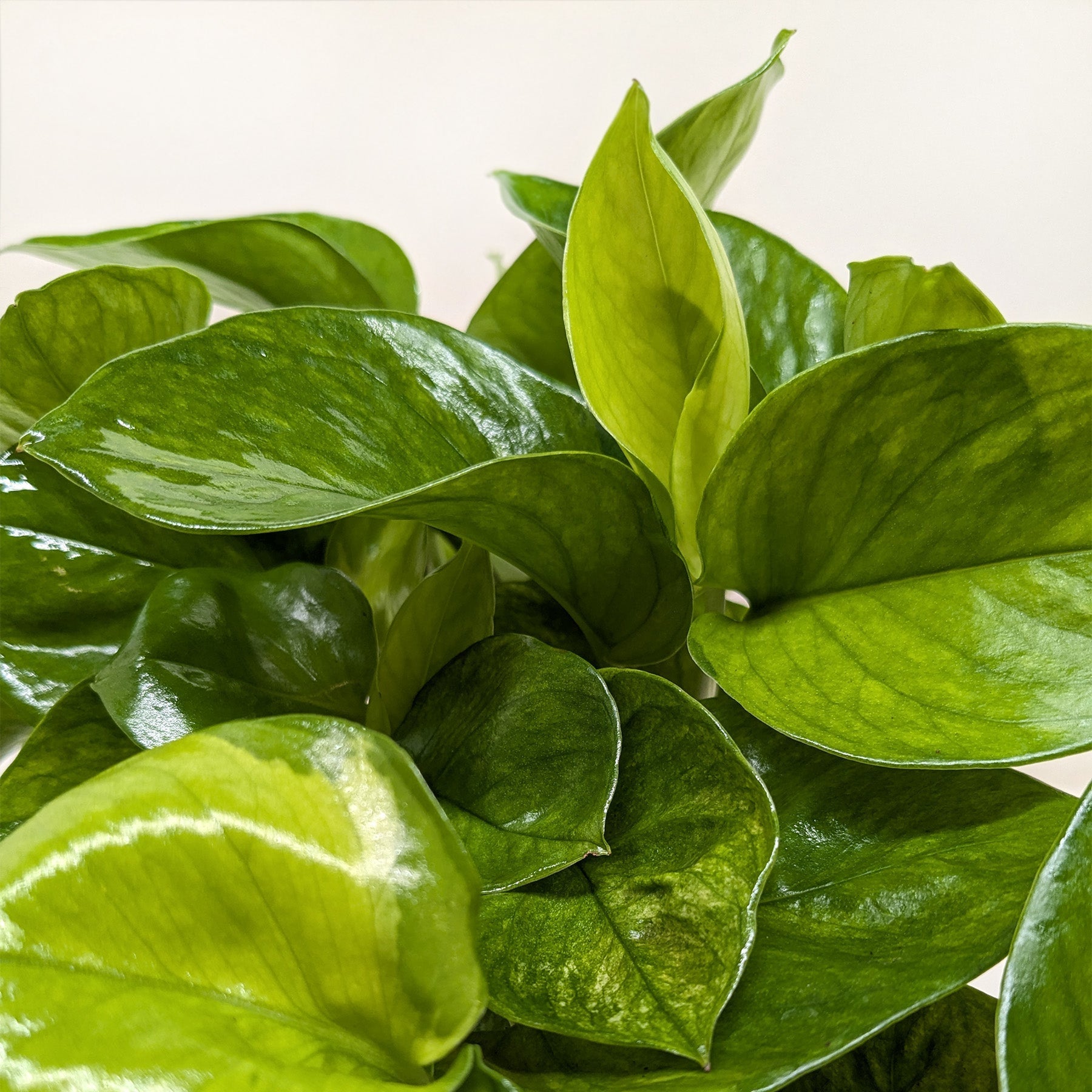 pothos npm Pothos 'Lemon Top'