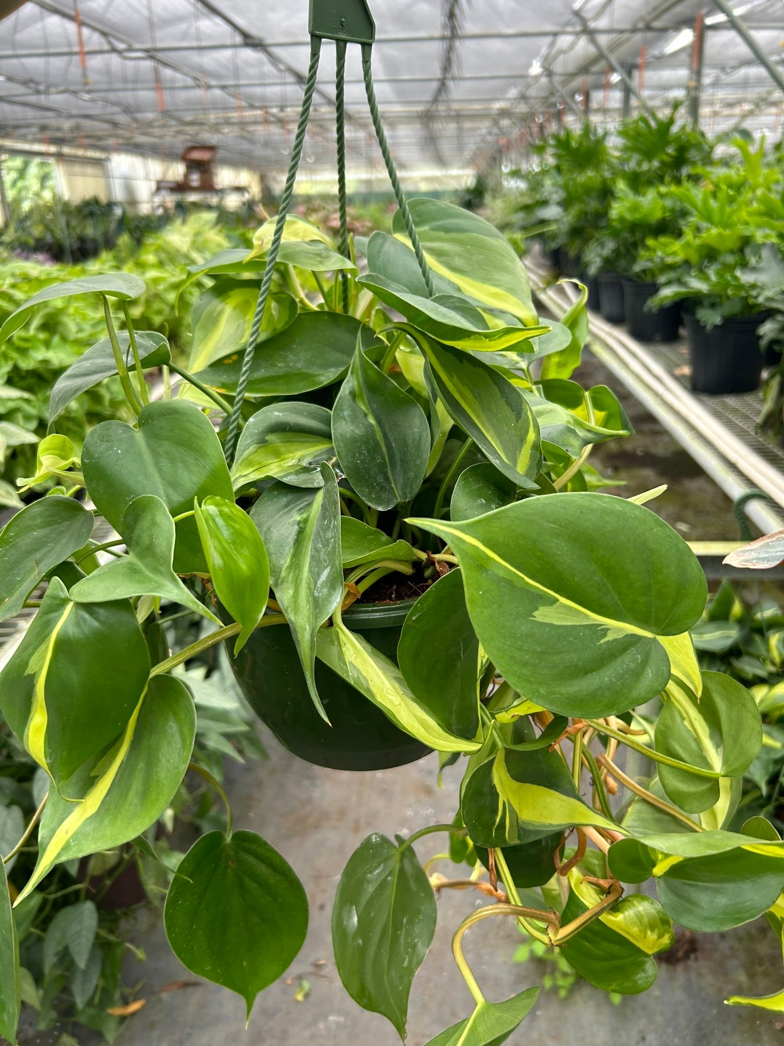 philodendron cordatum vs brasil Philodendron 'Brasil'