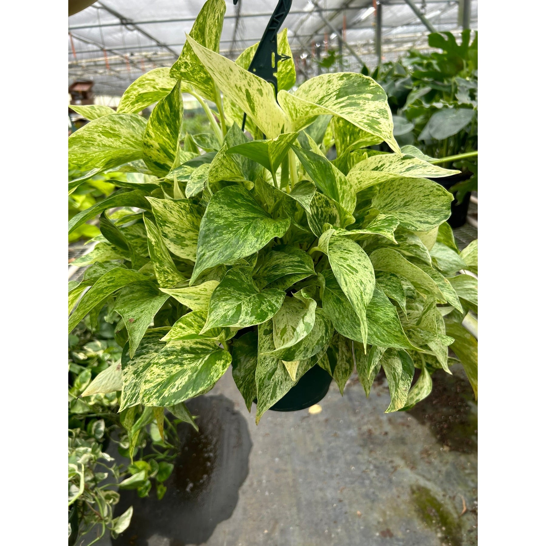Pothos 'Marble Queen'