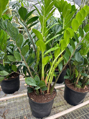 Zamioculcas Zamiifolia 'ZZ' Plant