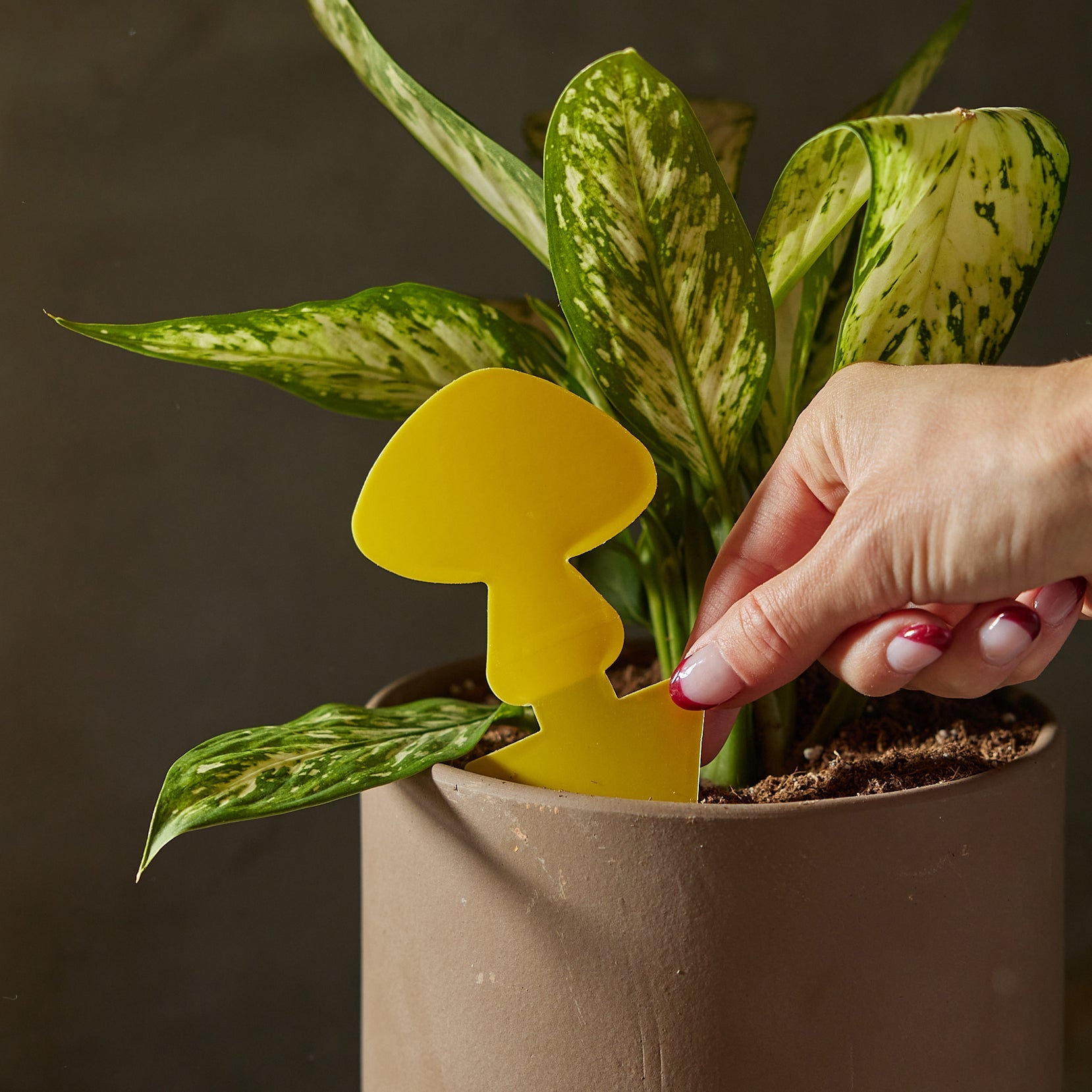 sticky traps for indoor plants Arber Sticky Traps for Plant Pests