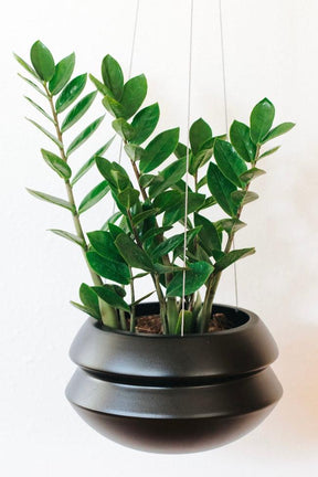 Hanging Planter by Carter + Rose