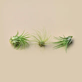 3 Small Tillandsia Air Plant Pack