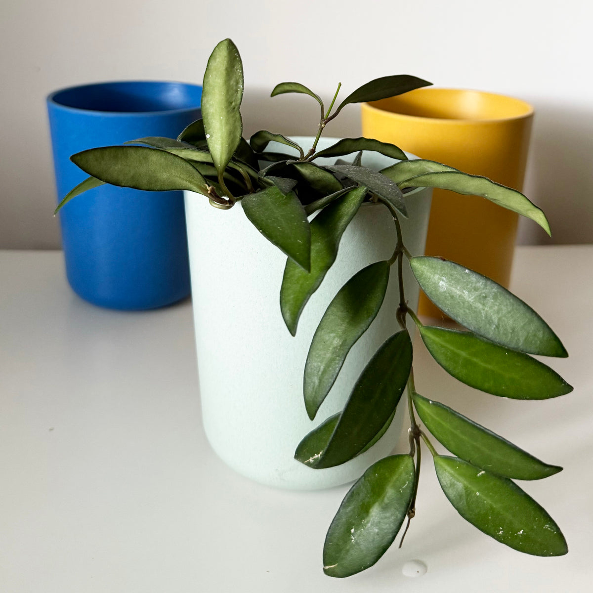 Bamboo Planter