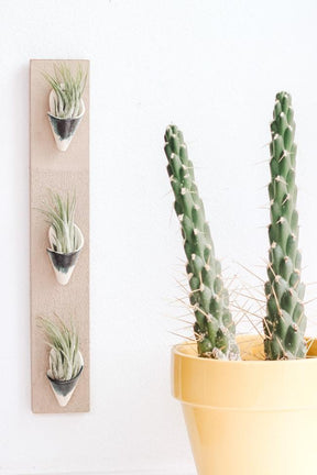 Triple Ceramic Wall Planter