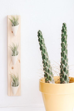 Triple Ceramic Wall Planter