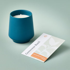 Rooted Candles