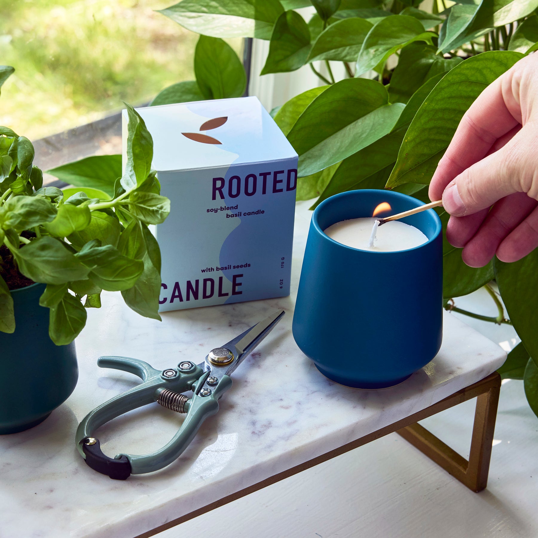 Rooted Candles