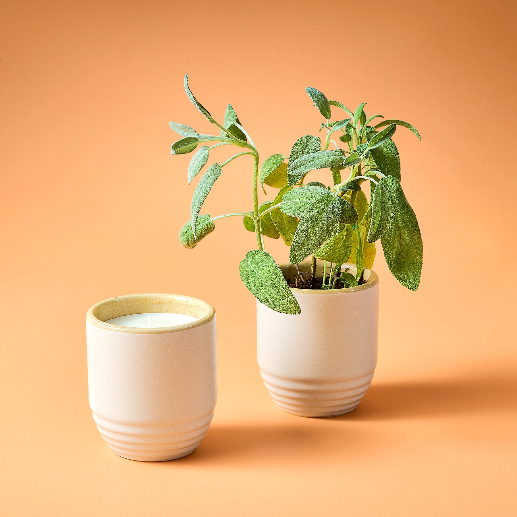 mini plant pots ceramic Garden Vibes Candle/Planter 2-in-1 Violet Hour 1pk