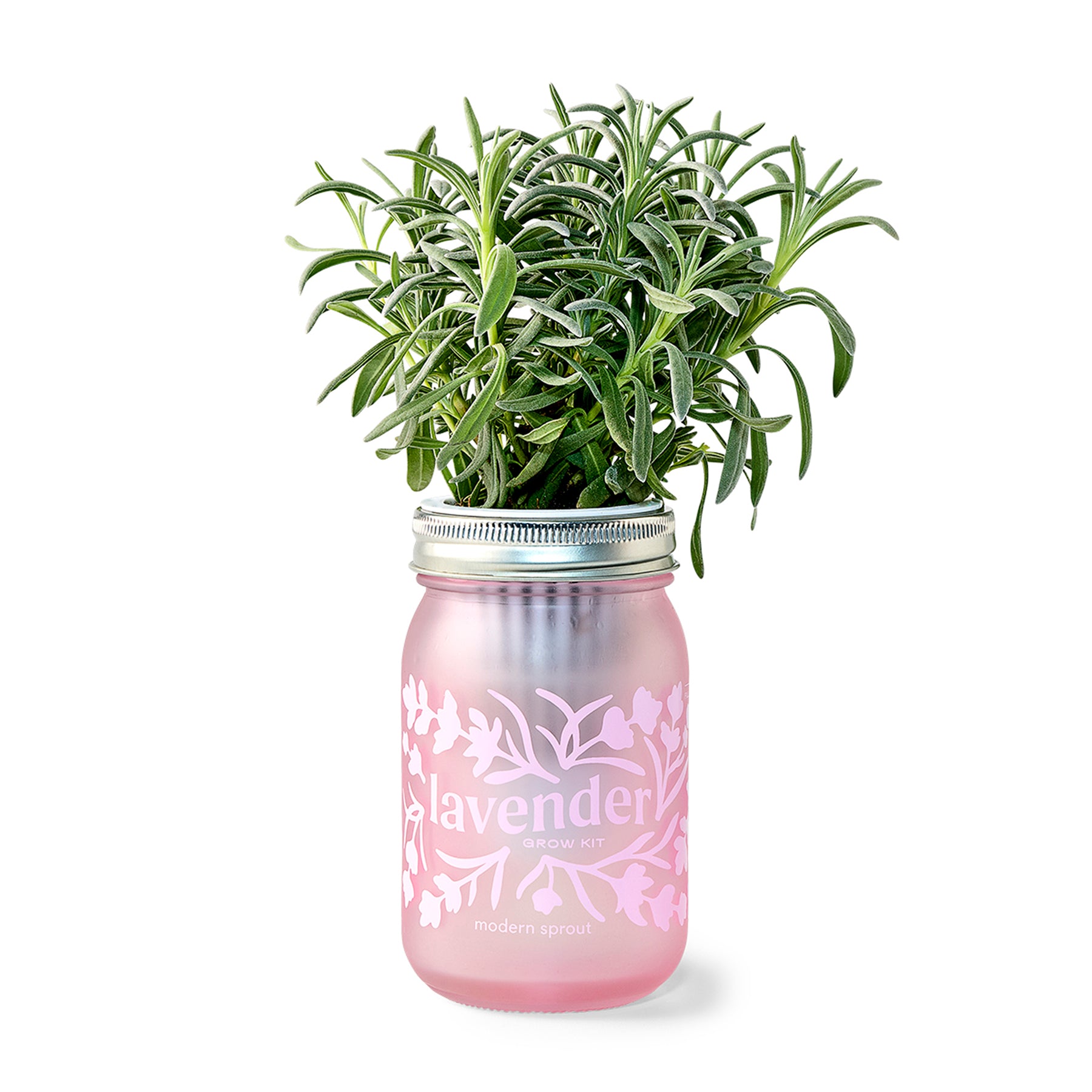 Lavender grow kit in a pink garden jar, featuring fresh lavender plant and decorative label. Perfect for indoor gardening.