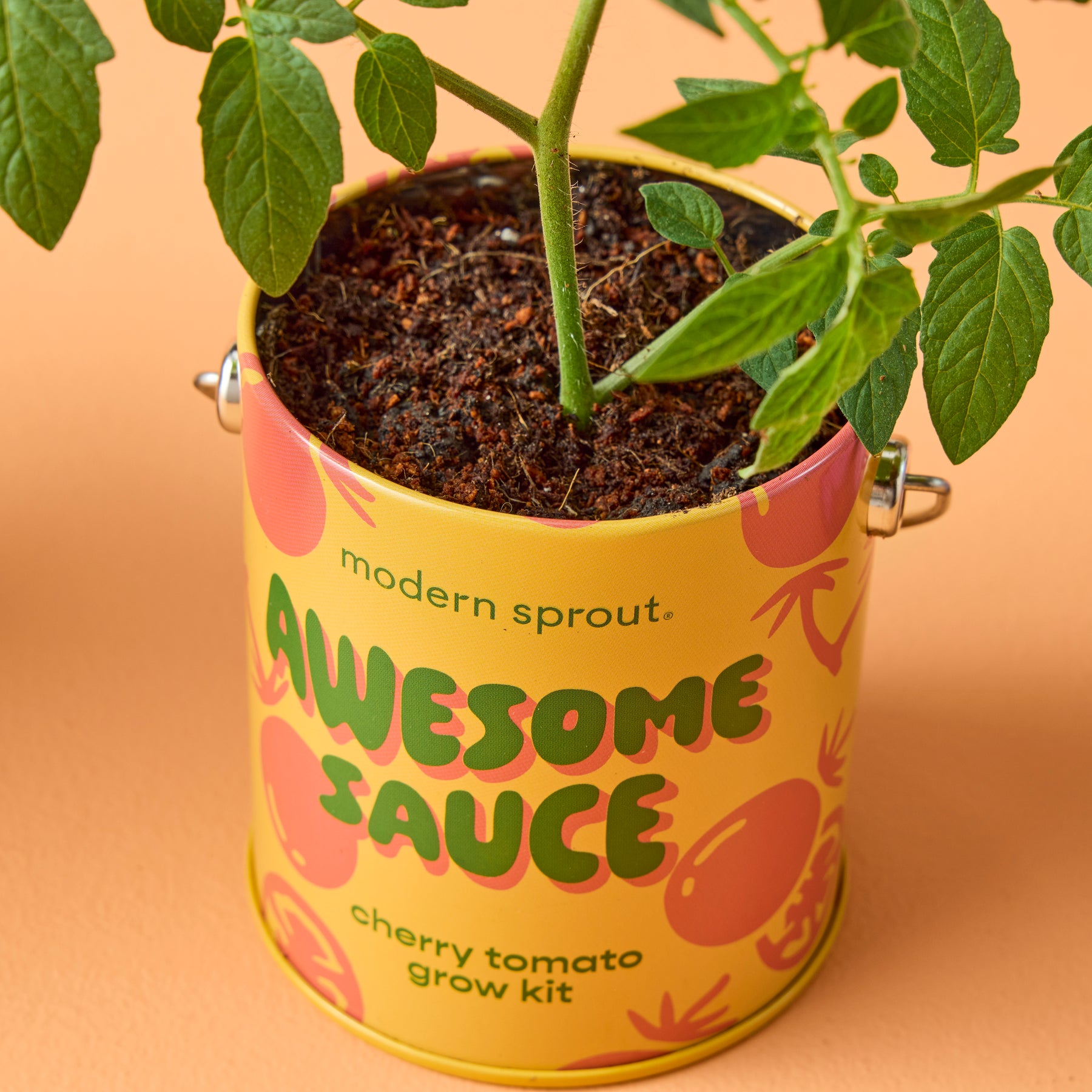 Complimentary Colors Grow Kits | Half-Pint Paint Planters | Modern