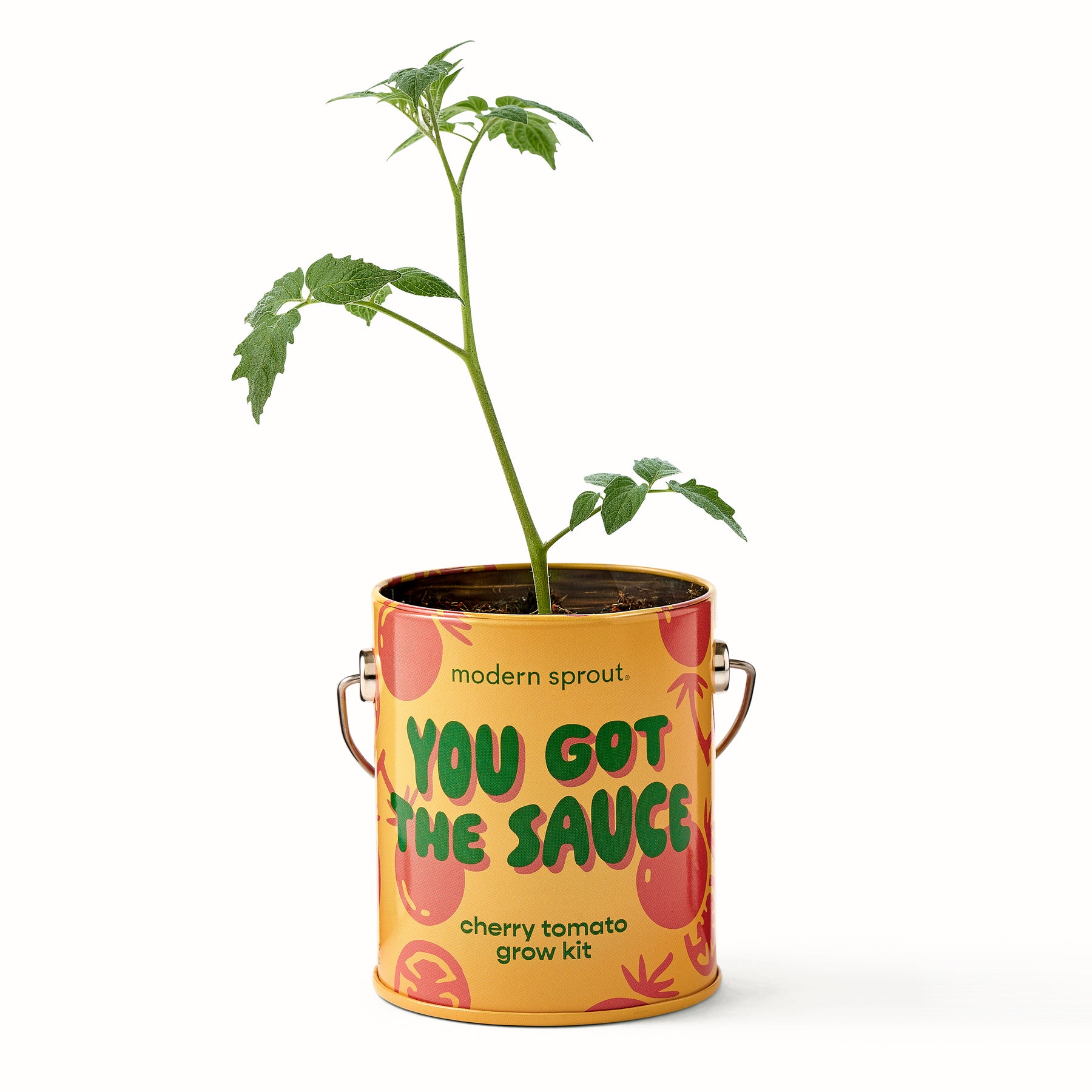 Complimentary Colors Grow Kits