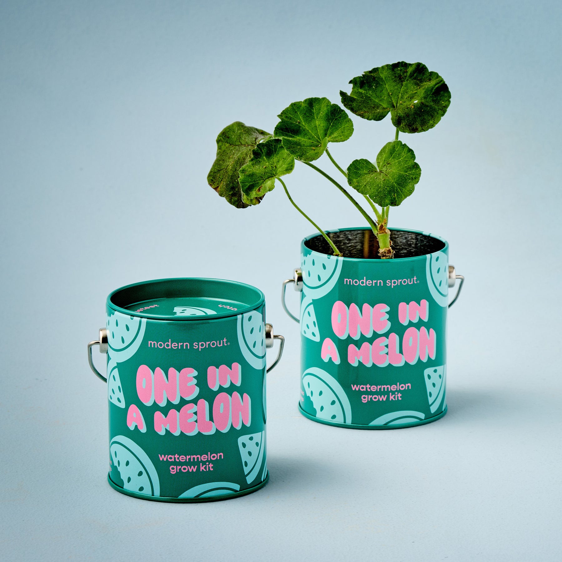 modern sprout prickly pear cactus Holiday Complimentary Colors Grow Kits Rockin' Around