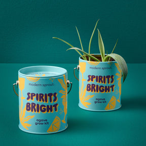 Brightly colored grow kits in decorative cans, featuring agave plants, set against a teal background.