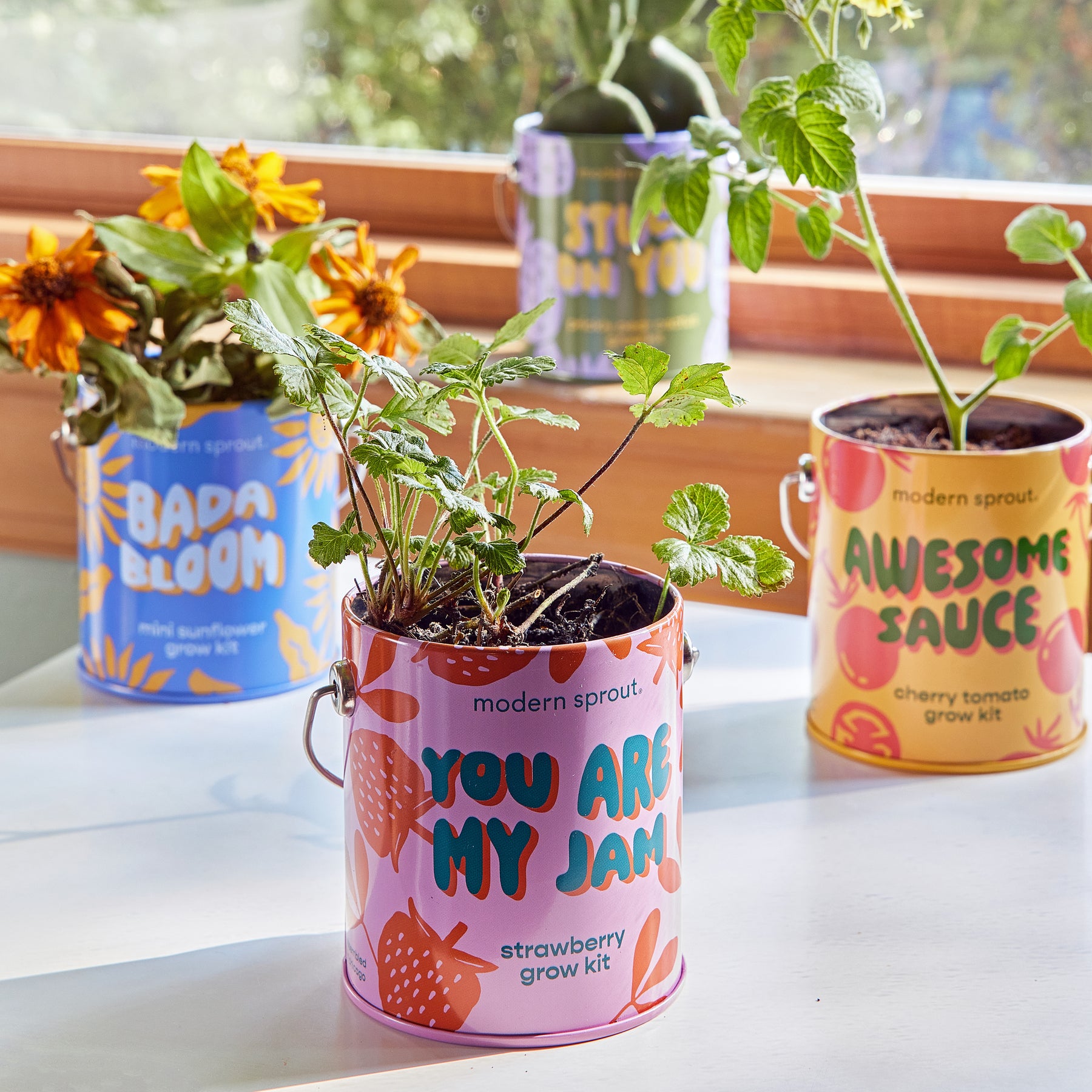 plant pot decorating kit Complimentary Colors Grow Kits | Half-Pint Paint Planters