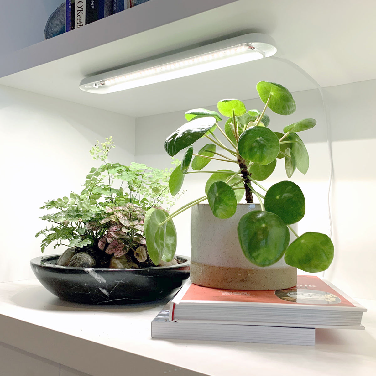 buy jade plants Buy Jade Plant online at best price from plantsguru