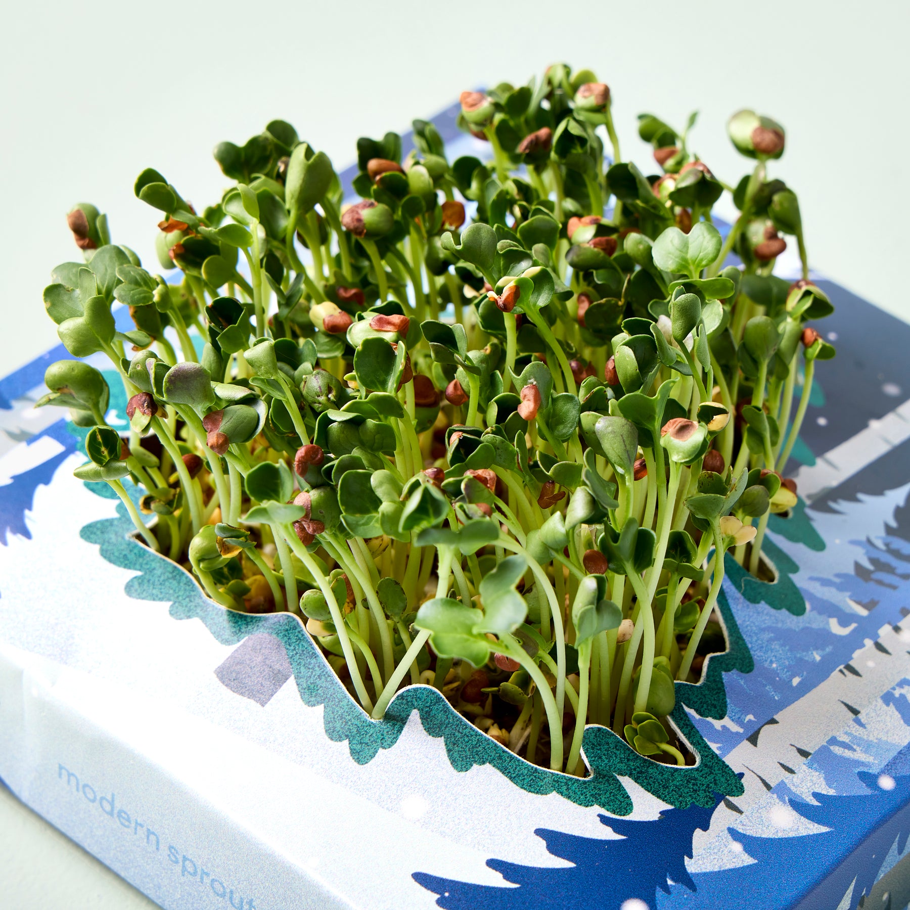 Winter Wonderland Microgreens Kit