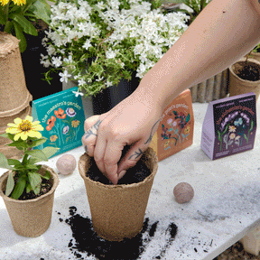 A hand plants a seed ball into a biodegradable pot, surrounded by blooming flowers and colorful seed ball packaging.
