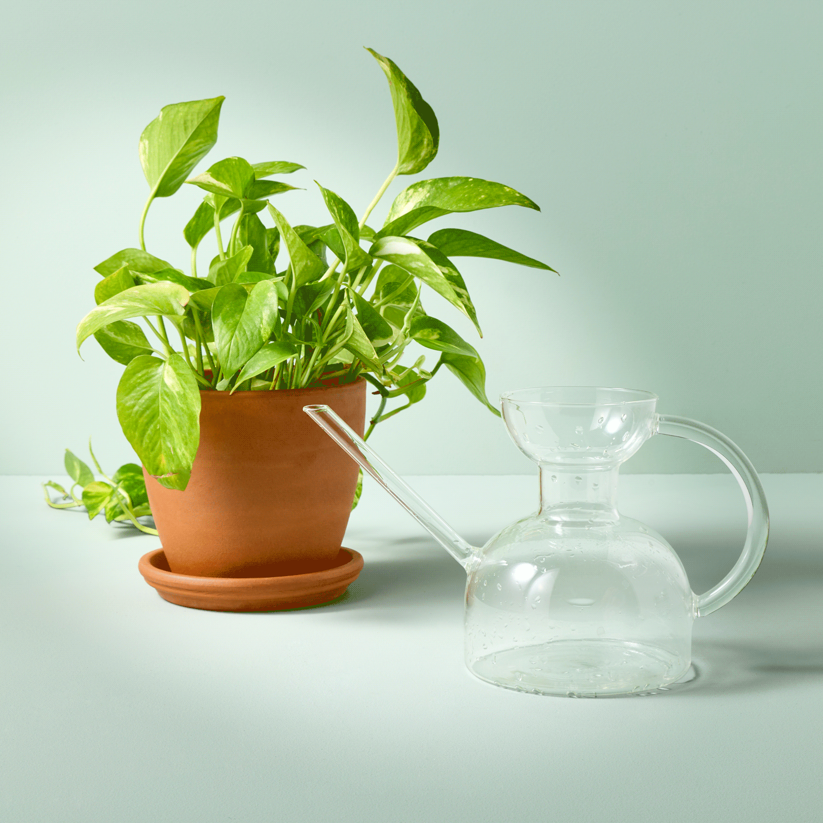 Dissolving Plant Food Sheets