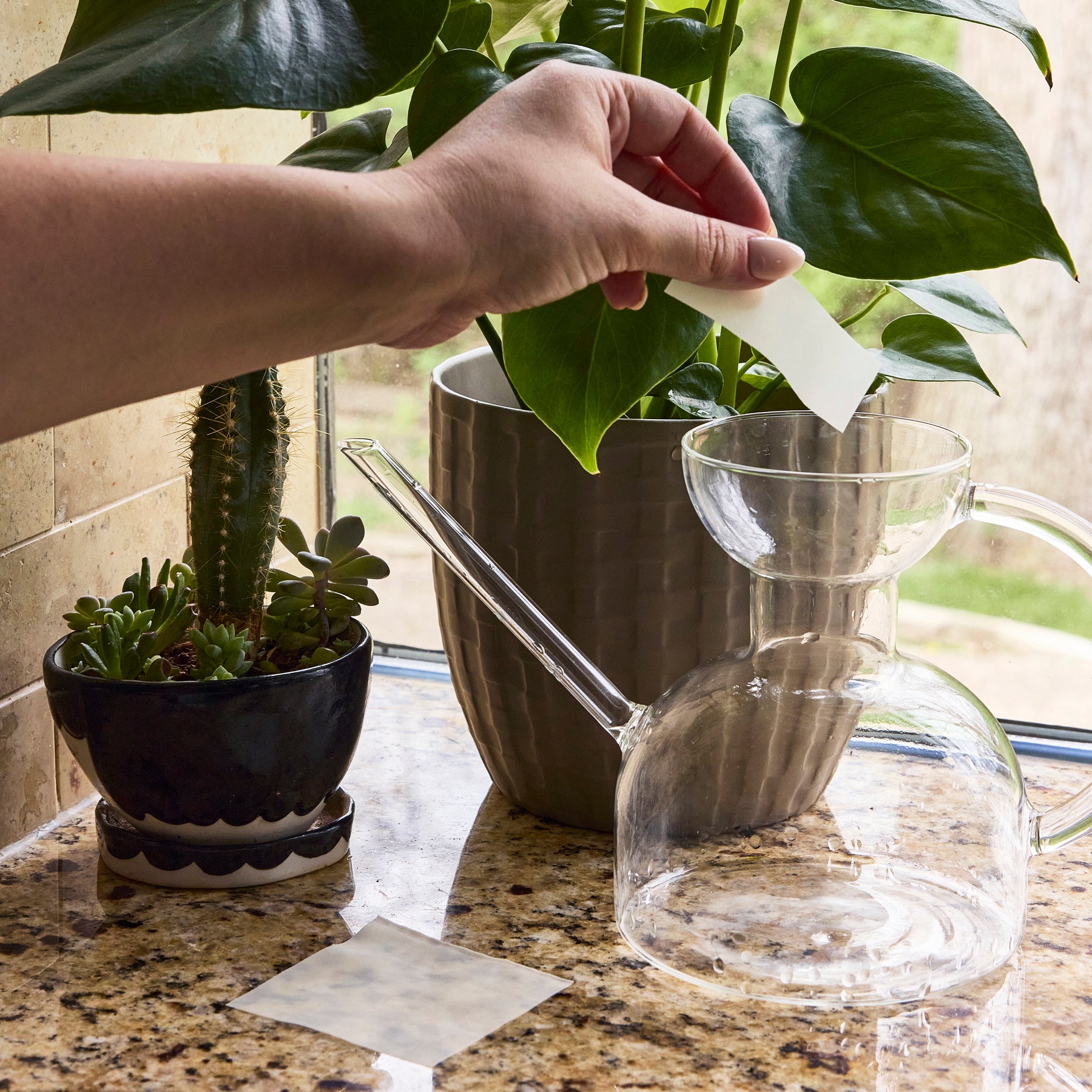 Dissolving Plant Food Sheets