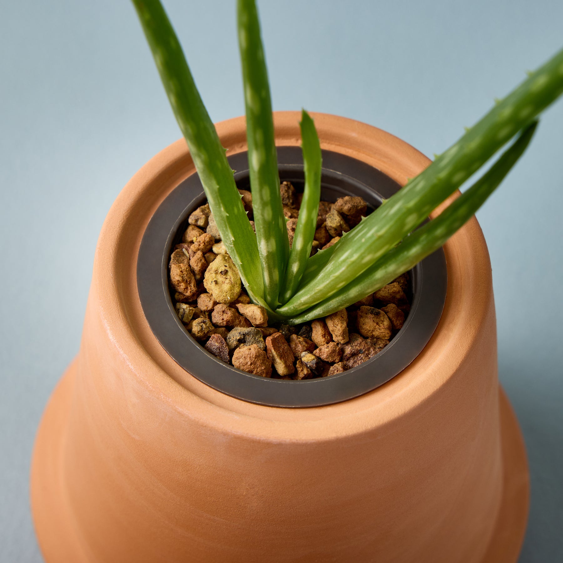 terracotta pots for aloe vera plant Modern Terracotta Grow Kits Aloe 1pk
