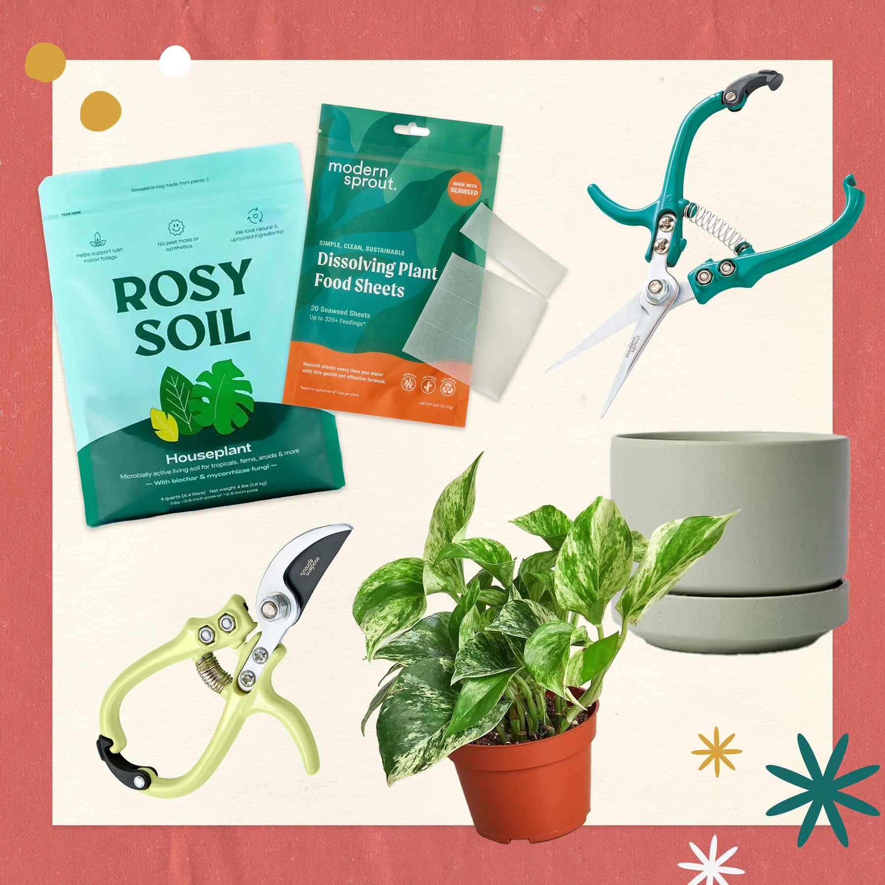 Deluxe Pothos Plant Care Bundle