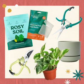Deluxe Pothos Plant Care Bundle