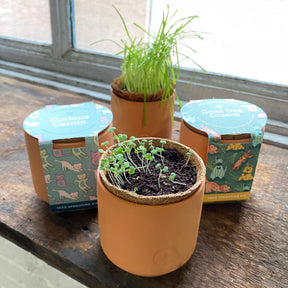 pets plants and pots Pet Tiny Terracotta Grow Kits Good Dog Greens