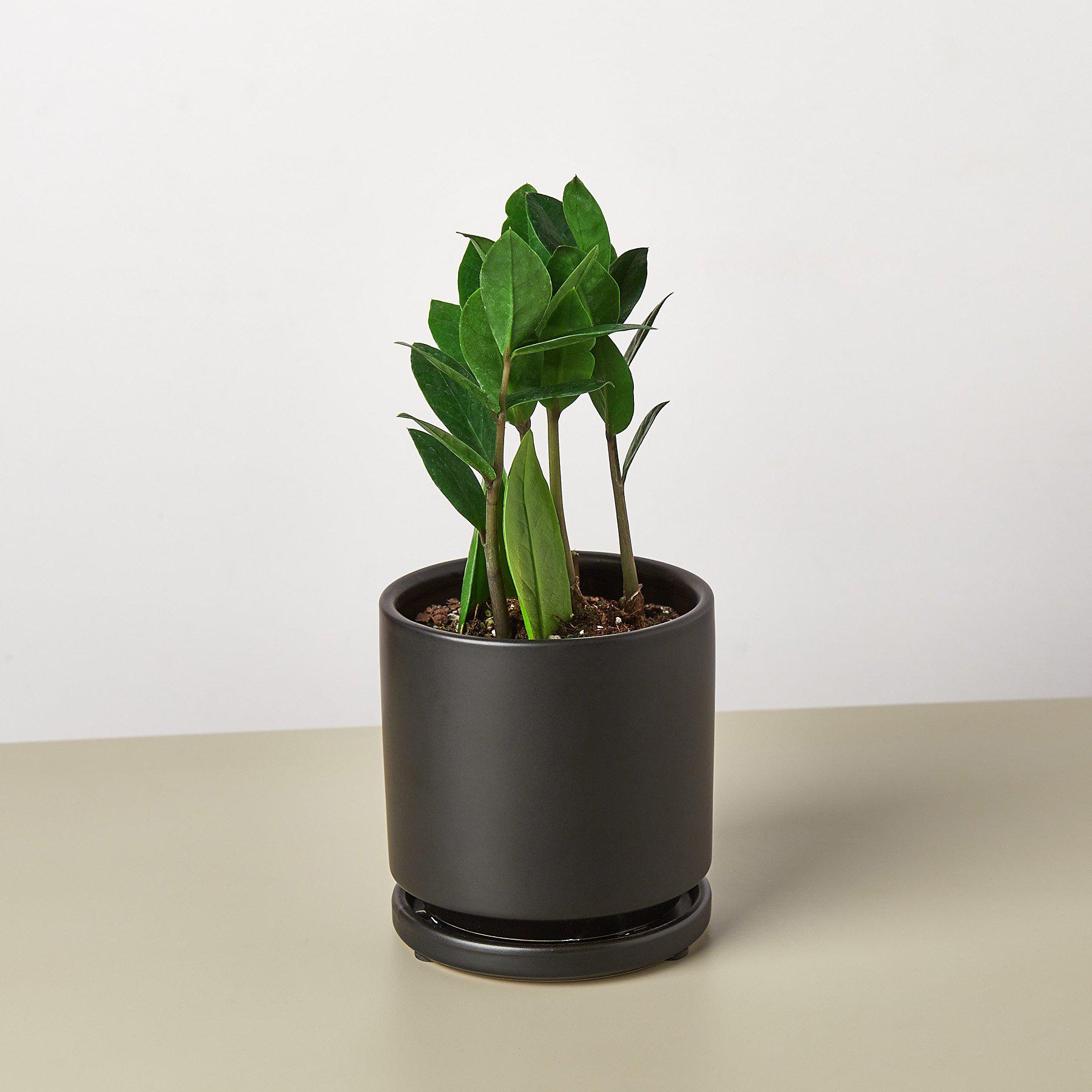 Zamioculcas Zamiifolia 'ZZ' Plant