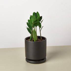 Zamioculcas Zamiifolia 'ZZ' Plant