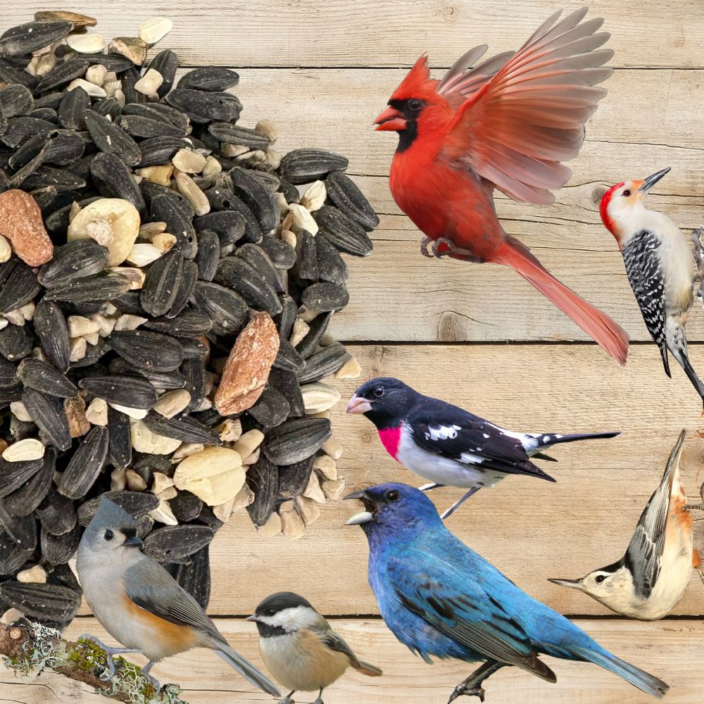 Songbird Symphony Wild Bird Seed Blend