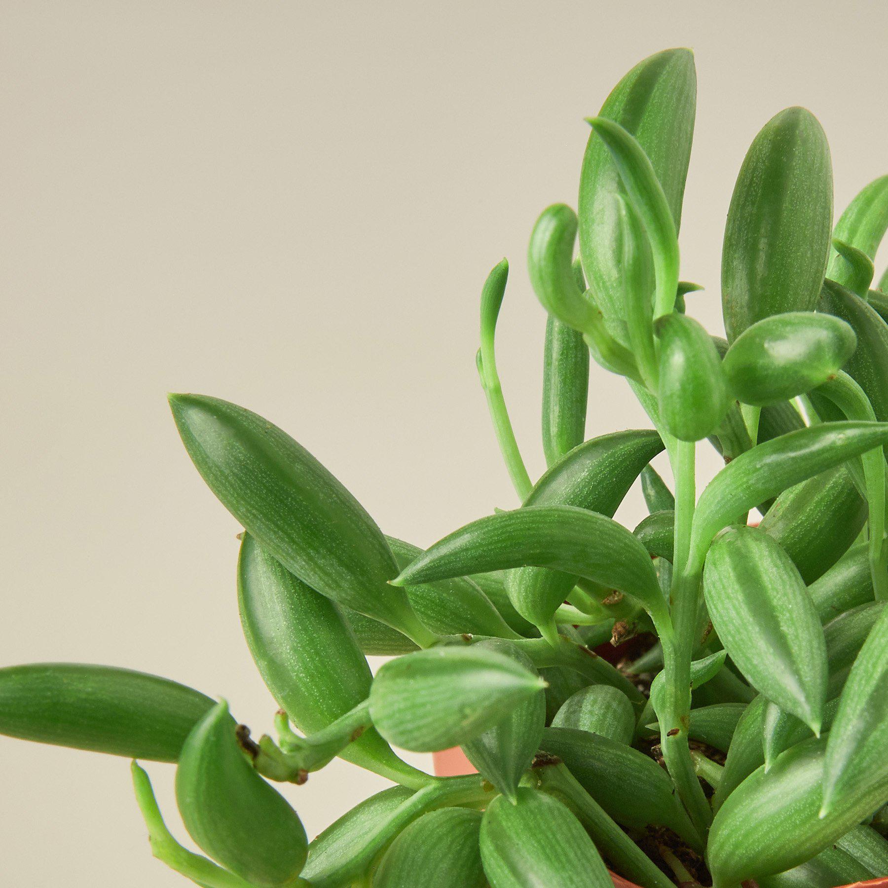 bunch of bananas succulent Succulent 'String of Bananas' | Senecio Radicans