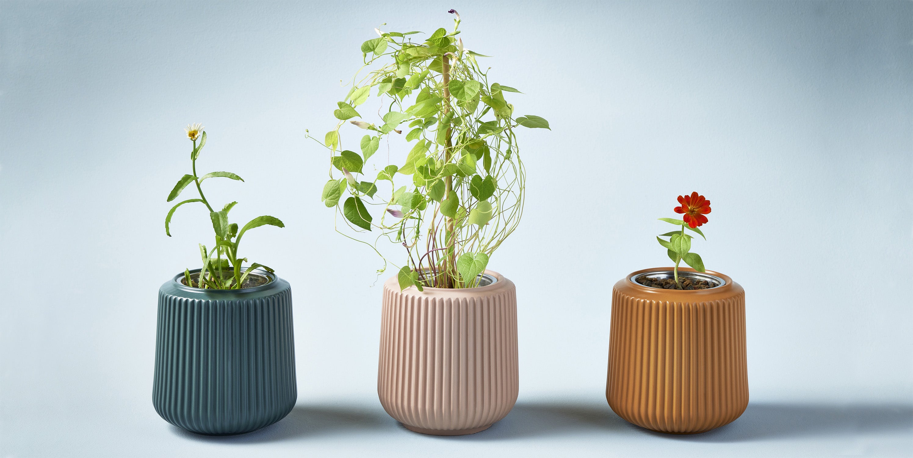 Three planters in a row with small green plants growing from each one