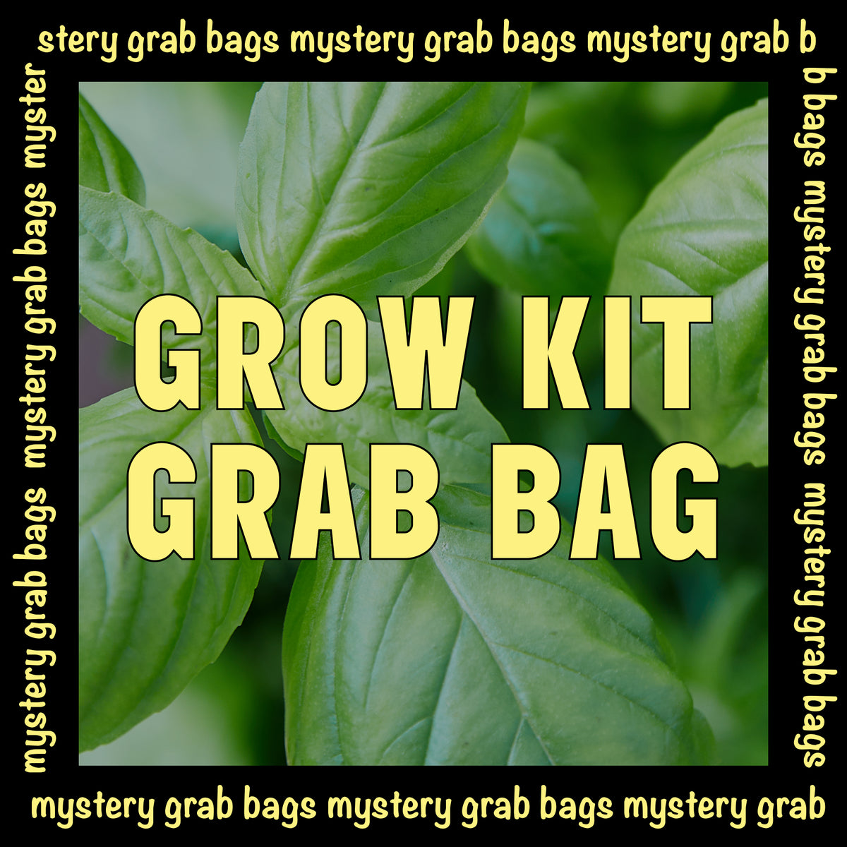 Mystery Grab Bag - Grow Kits