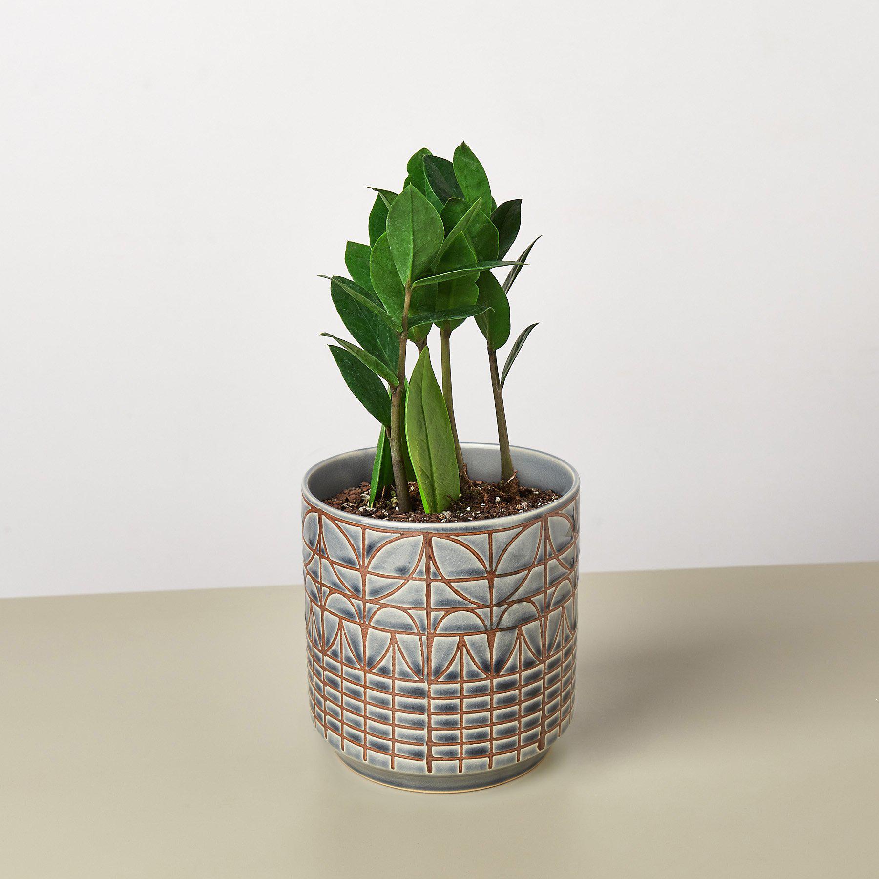 Zamioculcas Zamiifolia 'ZZ' Plant