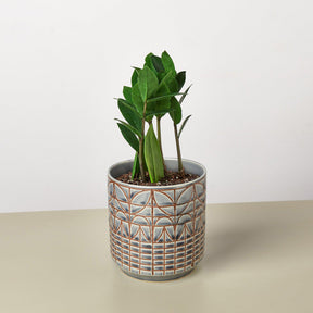 Zamioculcas Zamiifolia 'ZZ' Plant