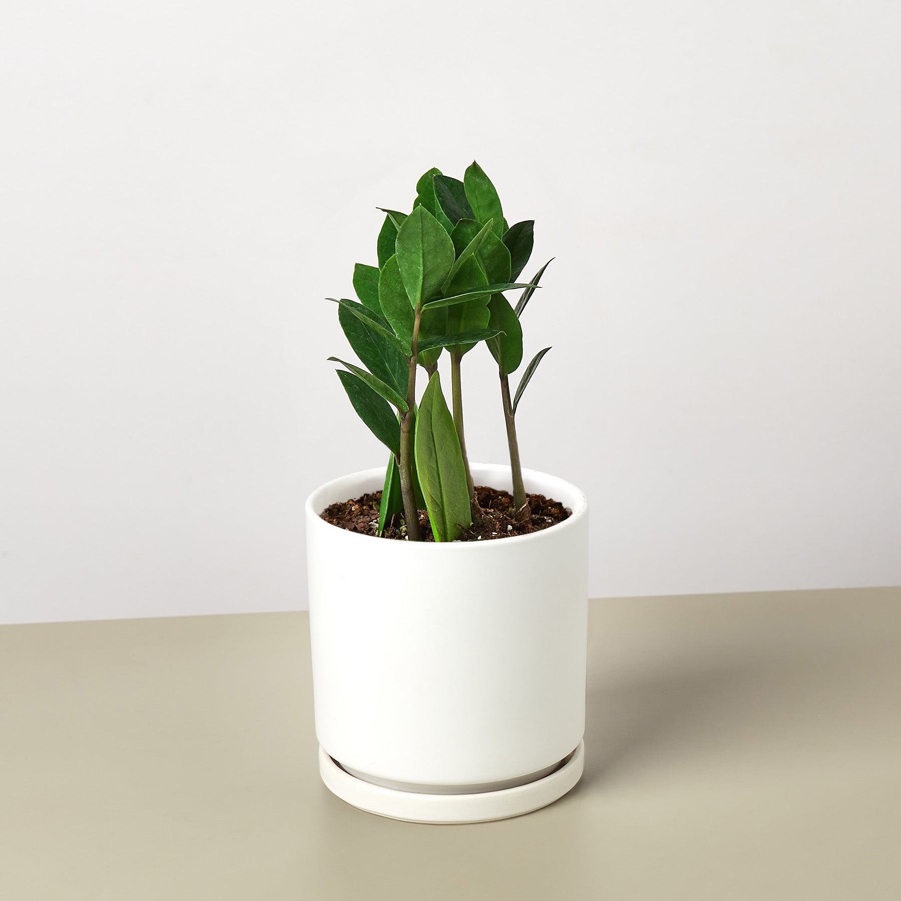 Zamioculcas Zamiifolia 'ZZ' Plant