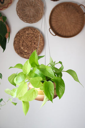 Hanging Planter by Carter + Rose