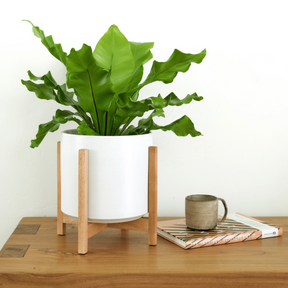 Solid Goods Ceramic Cylinder– With or Without Mahogany Stand