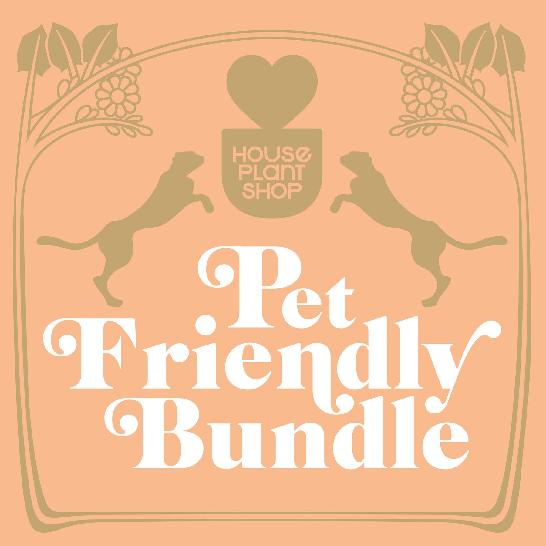 Pet Friendly Houseplant Variety Bundle