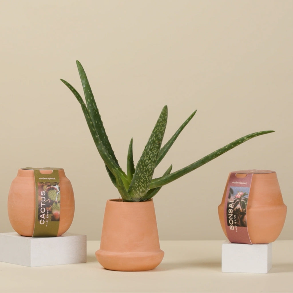 Terracotta grow kits have everything you need to grow desert plants at home, just add water. Feature immersion hydroponic system that provides just the right amount of hydration to your plants.