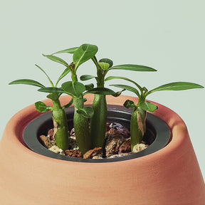Modern Terracotta Grow Kits