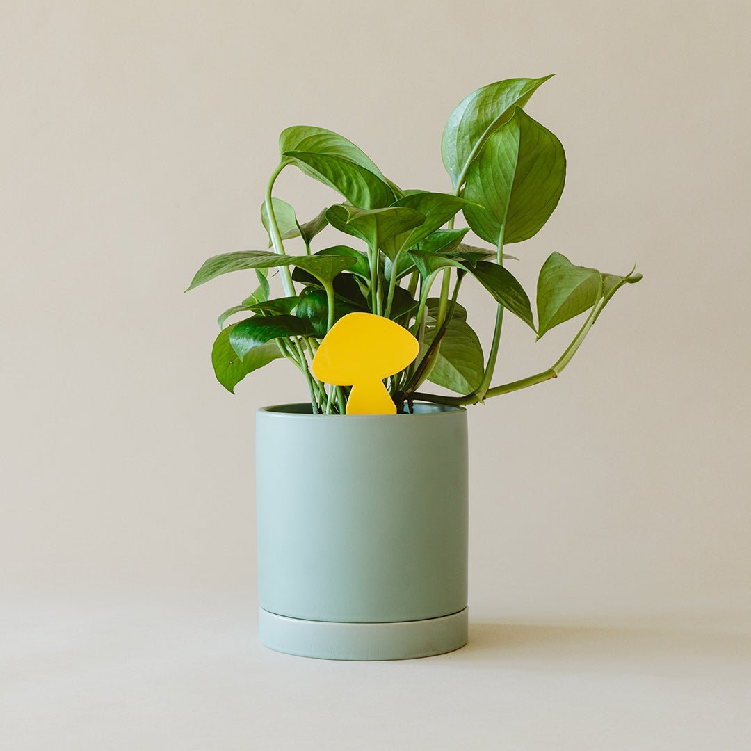 indoor plant sticky traps Arber Sticky Traps for Plant Pests