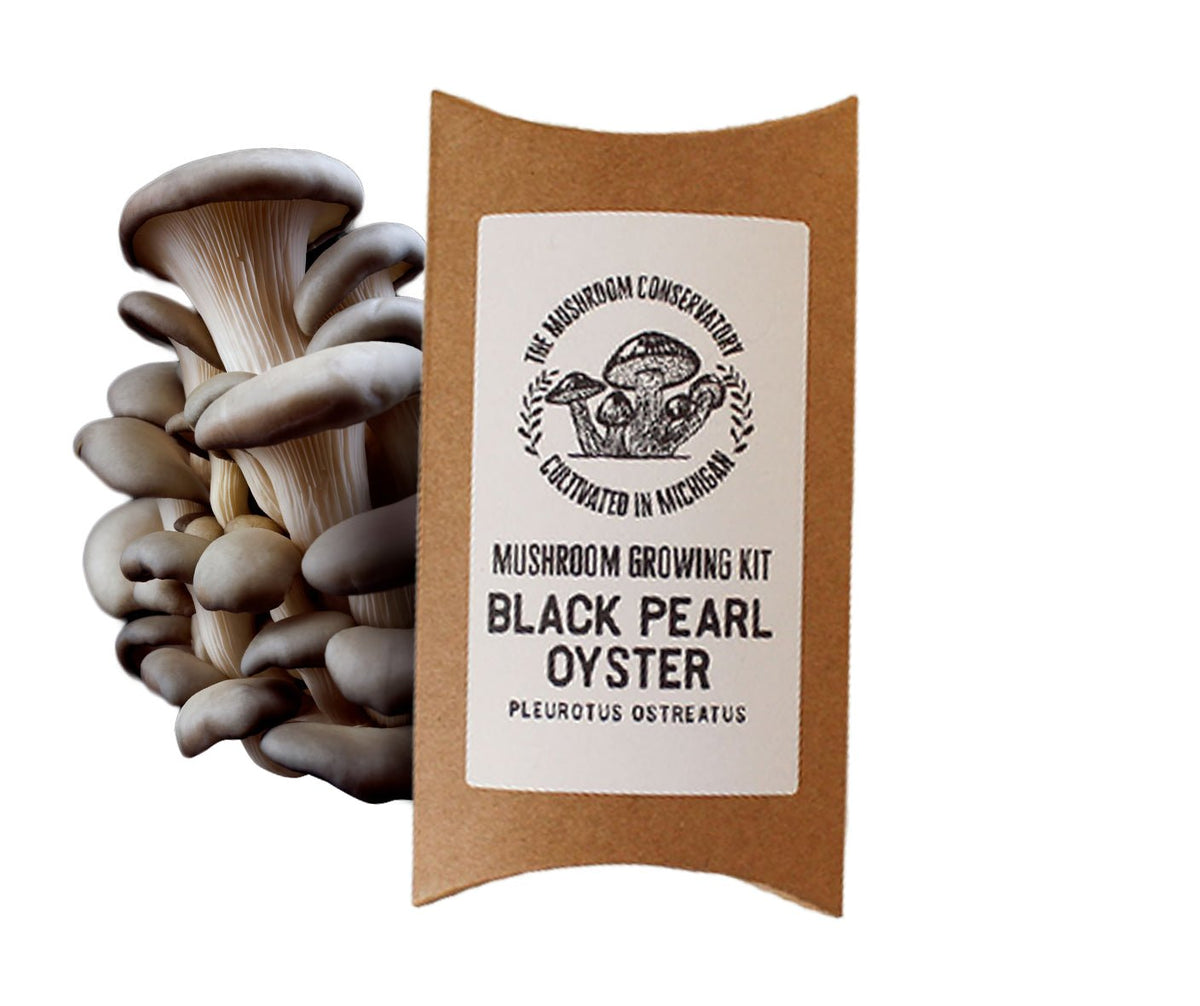 Black Pearl Oyster Mushroom Growing Kit