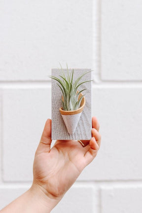Tiny Ceramic Wall Planter