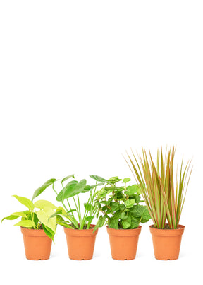 Tropical Houseplant, Assorted 4-Pack