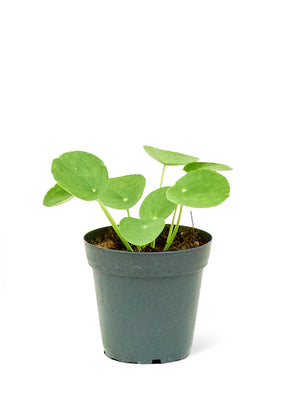 Pilea Plant, Small